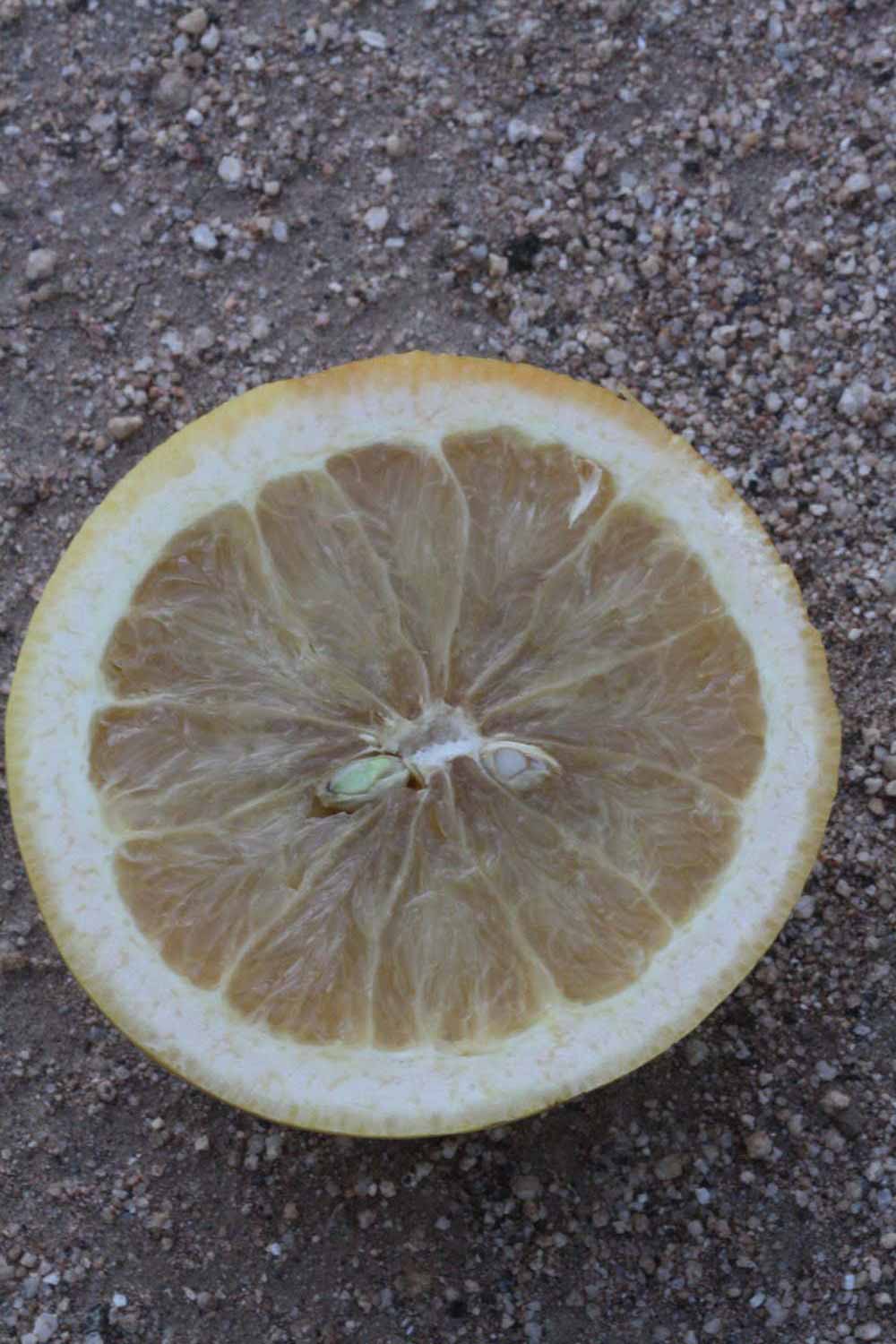            Fruit cross-section (Riverside, CA)   